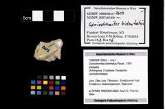 Foto (Objekt + Etikett) von Goniodromites bidentatus (Reuss, 1859)  (NHMW-GEO-1990-0041-2603)